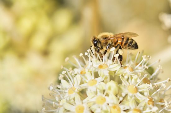 【5月20日は世界ミツバチの日です】国連で決議された世界レベルの話です