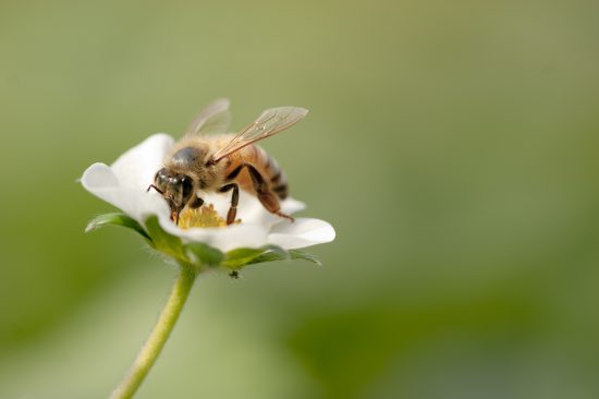 【固まる蜂蜜とは】蜂蜜は普通の食品に比べ水分をあまり含んでいません。もちろん甘みの元である糖分が大半です。