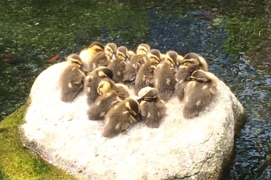 【癒しの樹木　菩提樹】花田養蜂の蜂蜜４ リラックス効果をもたらす樹木です