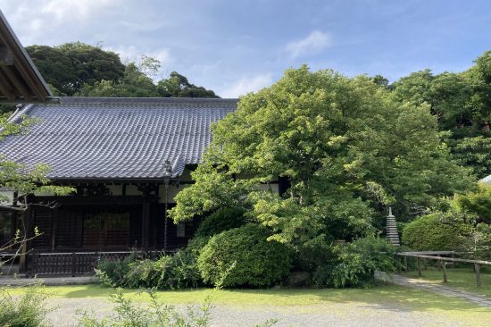 【菩提樹の香り】蜜を求めて小さな生き物がたくさん集まります