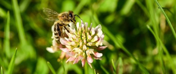 クローバーにとまる蜜蜂