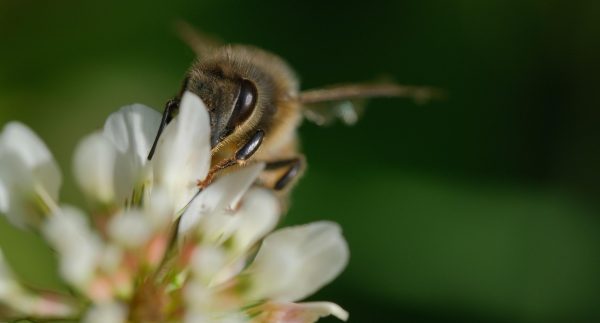 花にとまるミツバチ