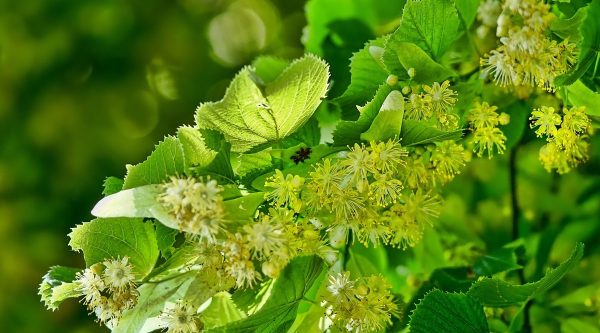 菩提樹の花と葉