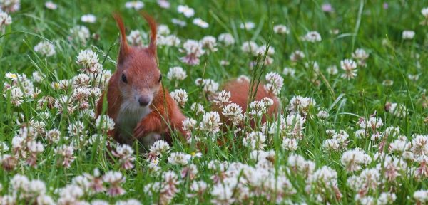 クローバーの中のリス