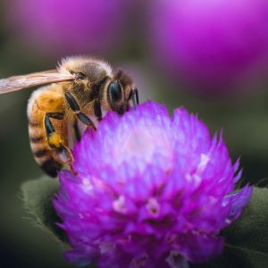 花にとまる蜜蜂